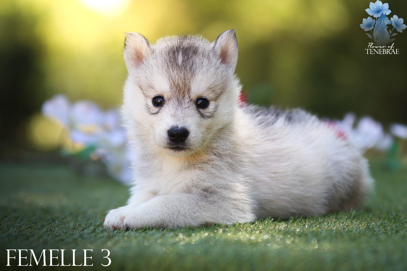 Flower Of Tenebrae - Chiots disponibles - Siberian Husky