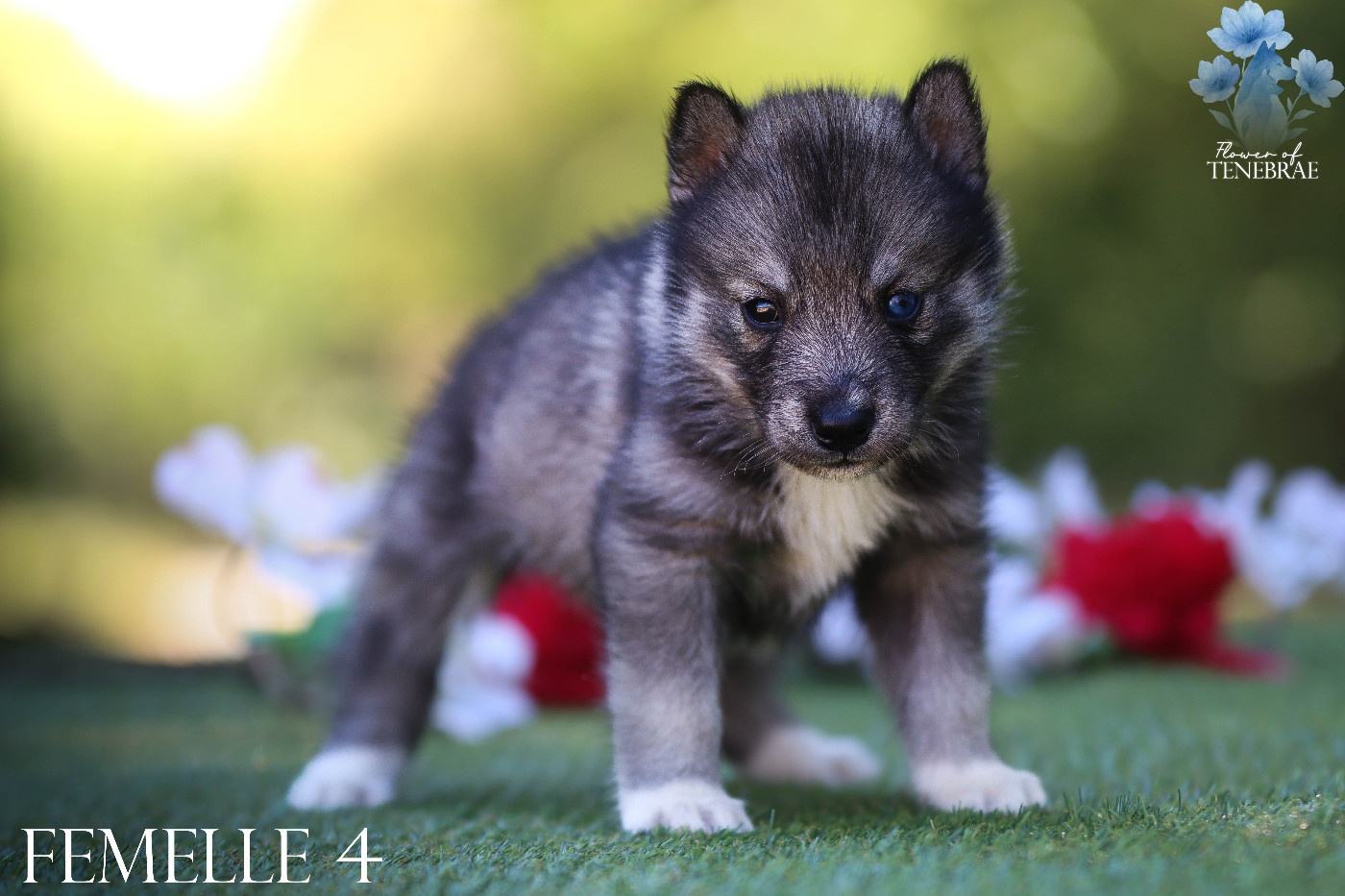 Flower Of Tenebrae - Chiots disponibles - Siberian Husky