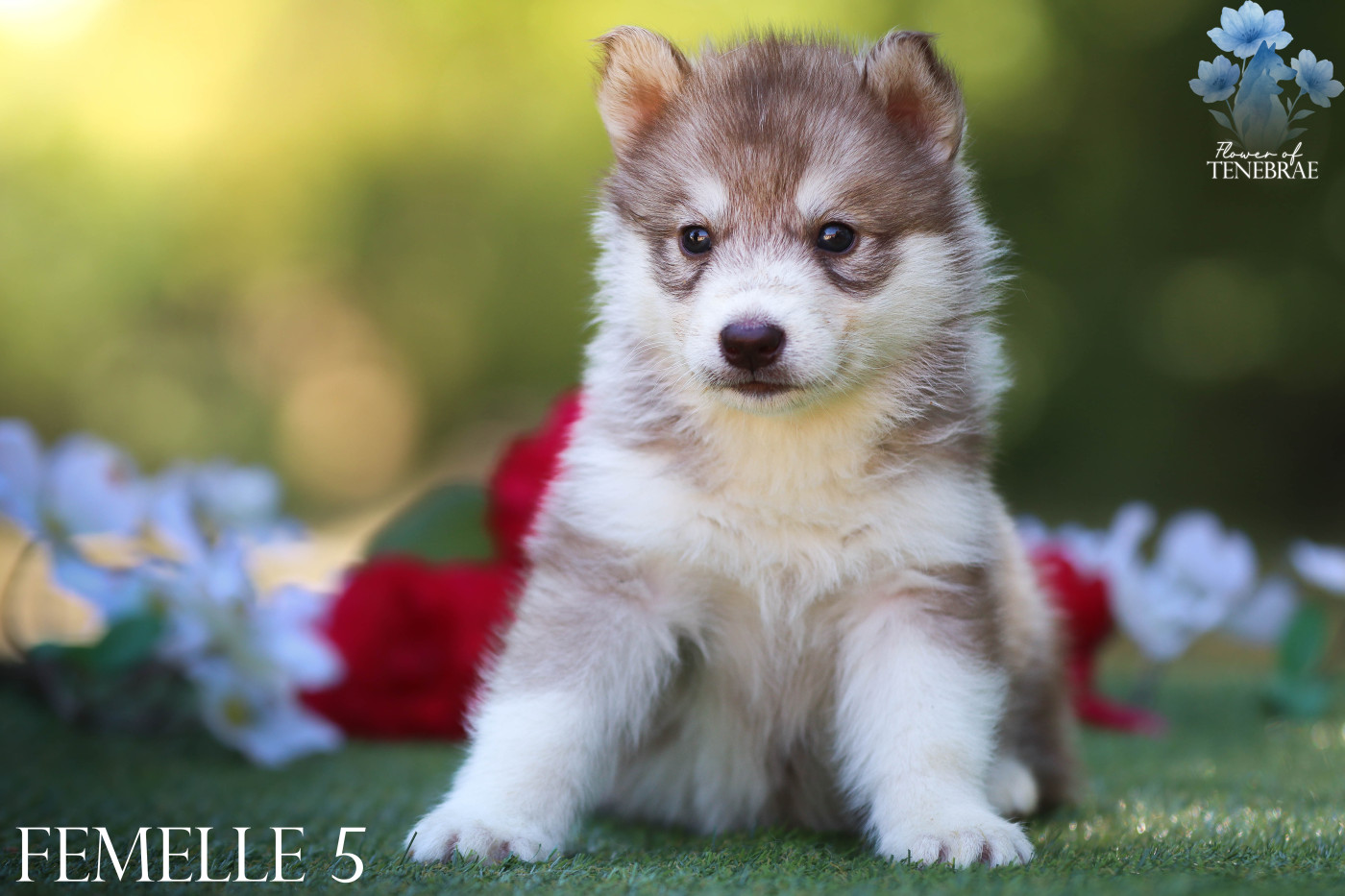 Flower Of Tenebrae - Chiots disponibles - Siberian Husky