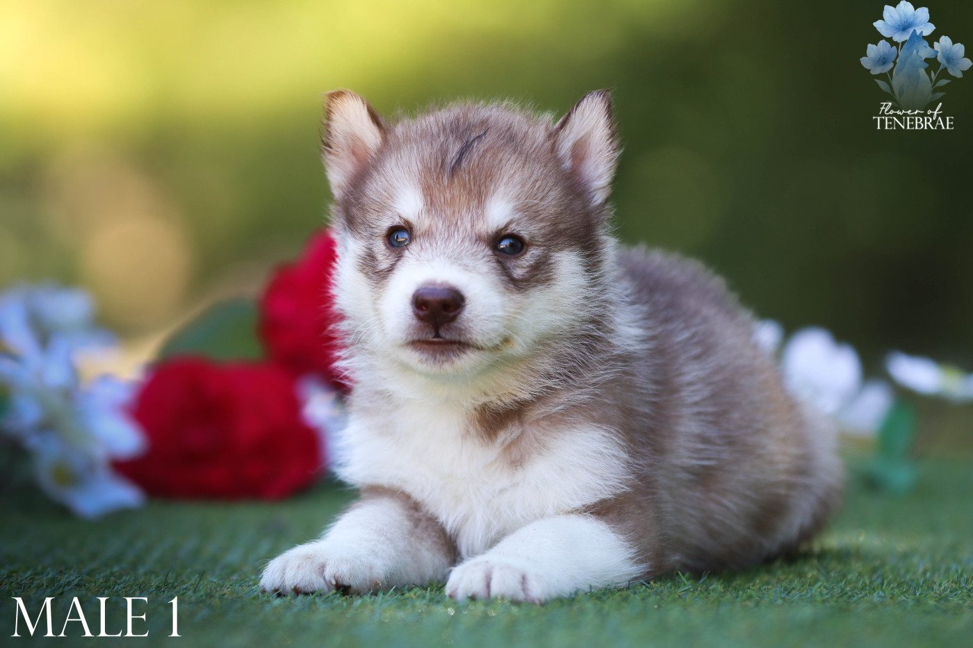 Flower Of Tenebrae - Chiots disponibles - Siberian Husky