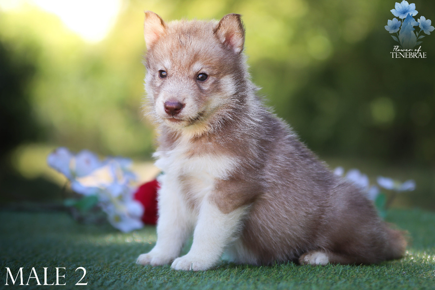 Flower Of Tenebrae - Chiots disponibles - Siberian Husky