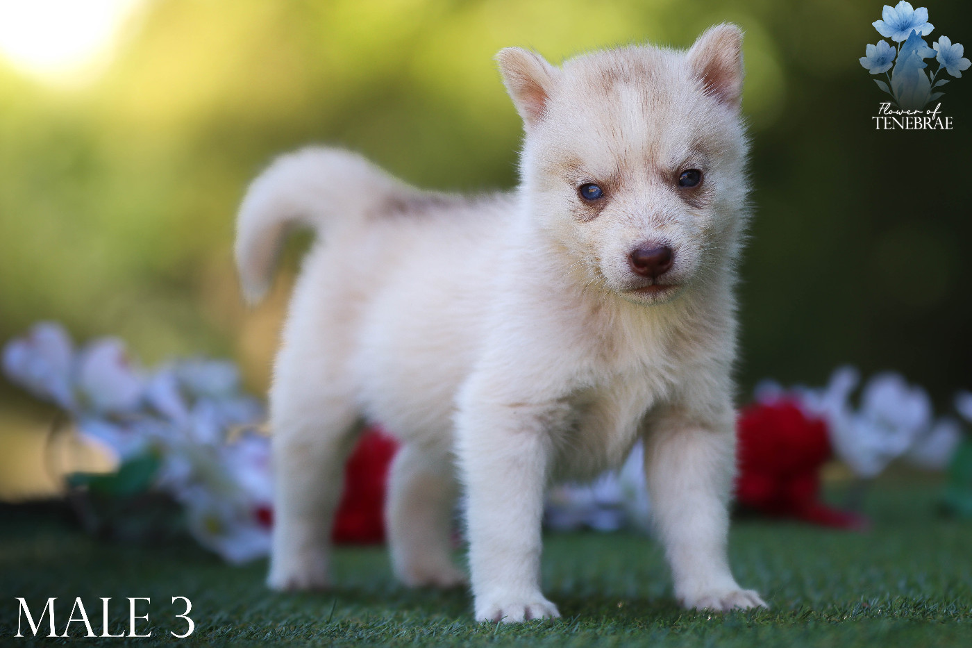 Flower Of Tenebrae - Chiots disponibles - Siberian Husky
