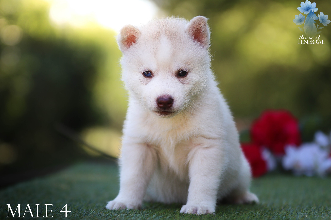 Flower Of Tenebrae - Chiots disponibles - Siberian Husky