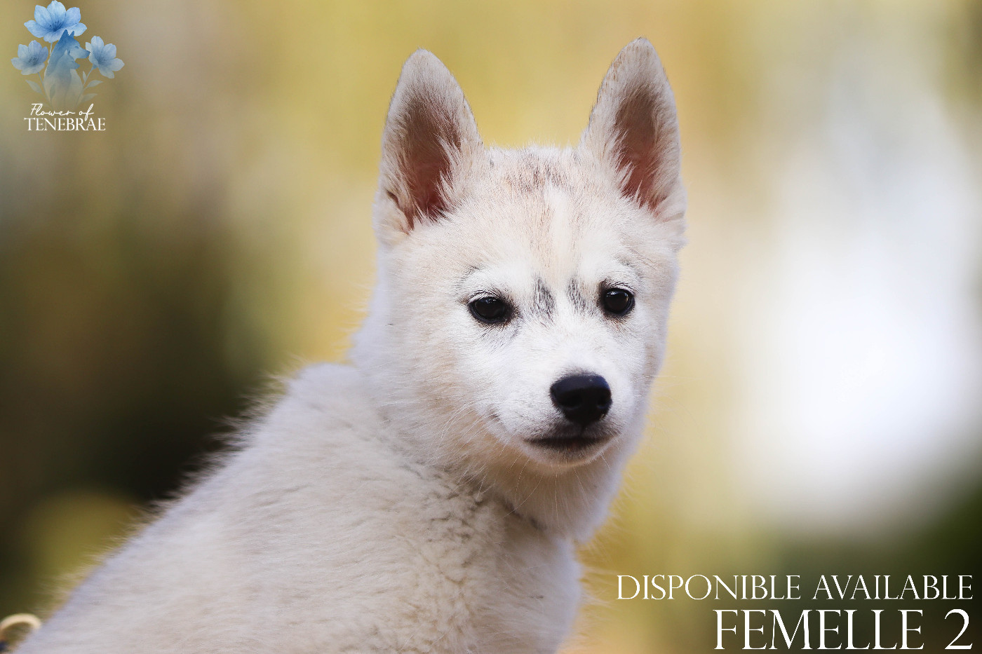Flower Of Tenebrae - Chiots disponibles - Siberian Husky