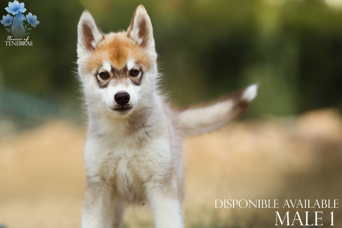 Flower Of Tenebrae - Chiots disponibles - Siberian Husky