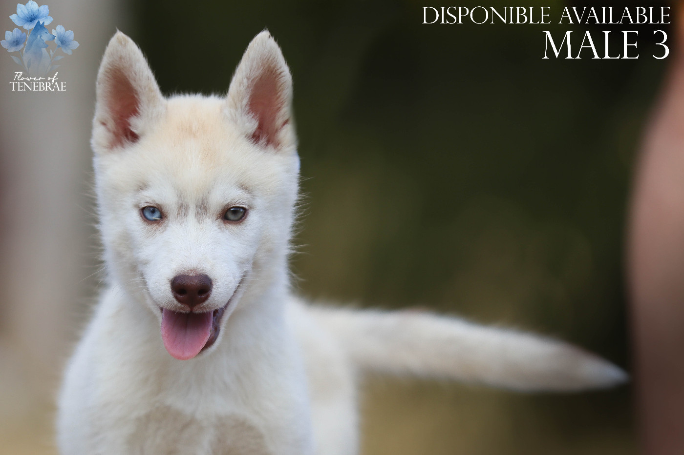 Flower Of Tenebrae - Chiots disponibles - Siberian Husky