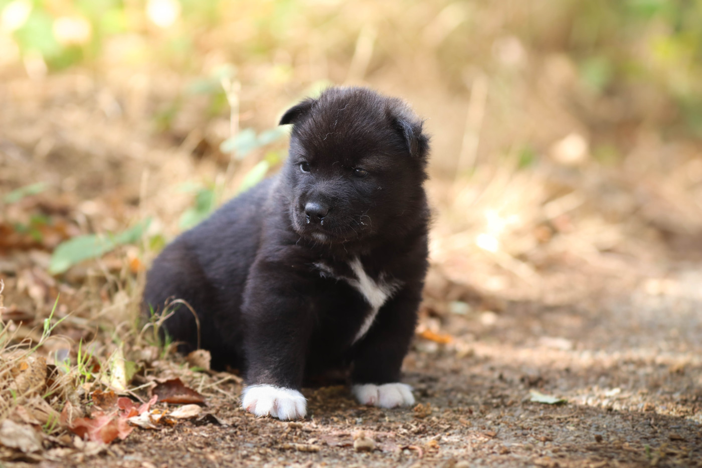 Flower Of Tenebrae - Chiots disponibles - Siberian Husky