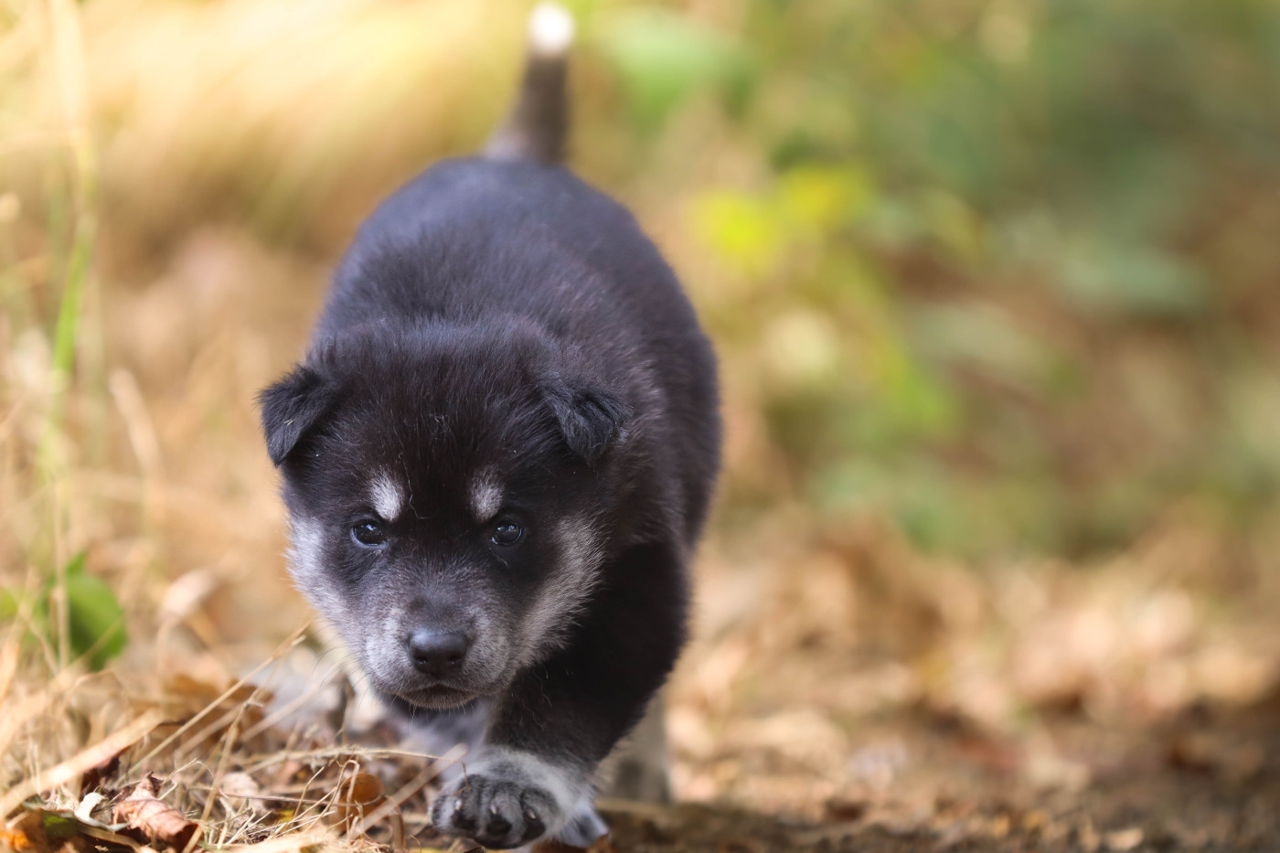 Flower Of Tenebrae - Chiots disponibles - Siberian Husky