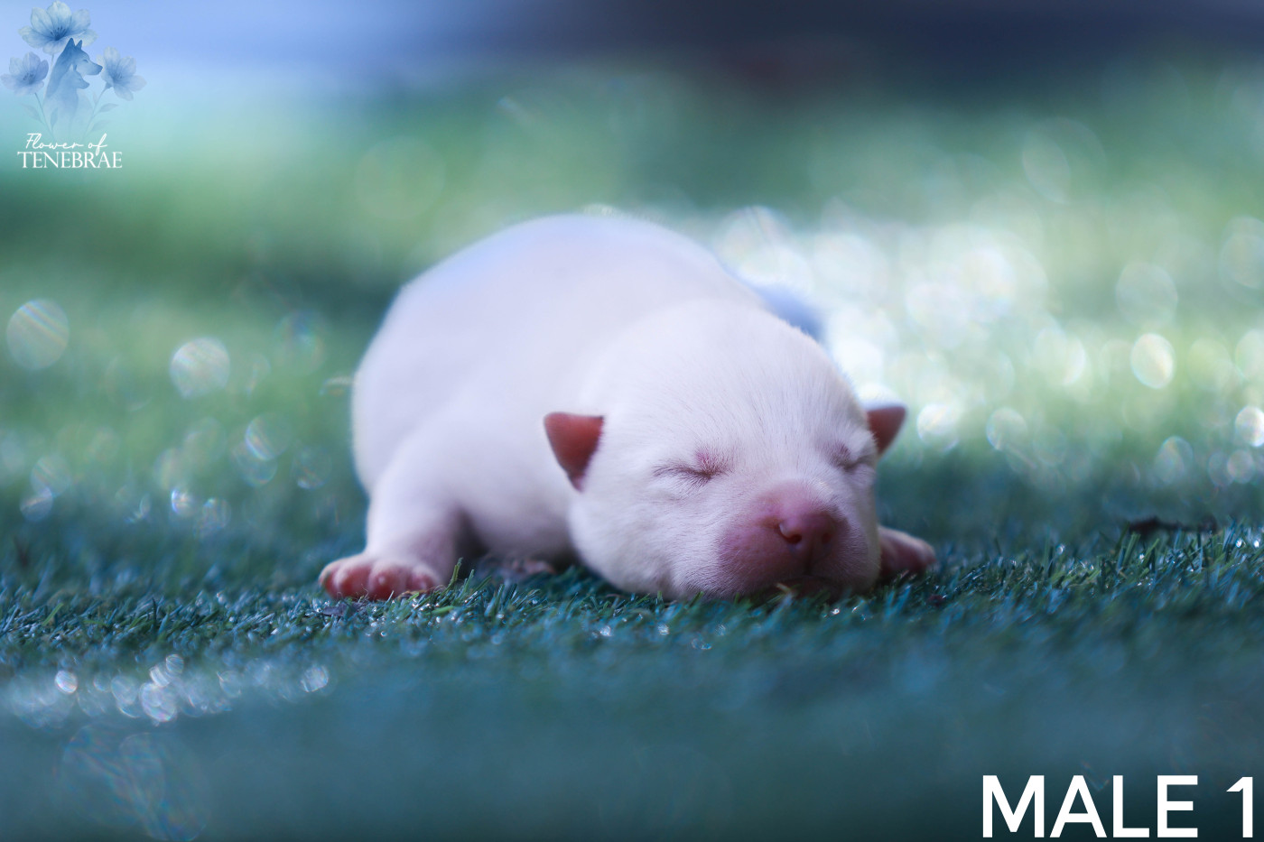 Flower Of Tenebrae - Chiots disponibles - Siberian Husky