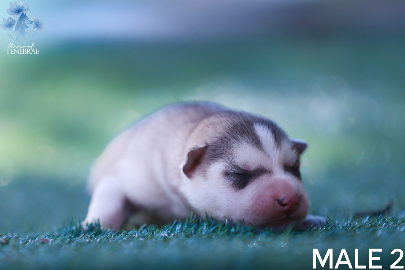 Flower Of Tenebrae - Chiots disponibles - Siberian Husky