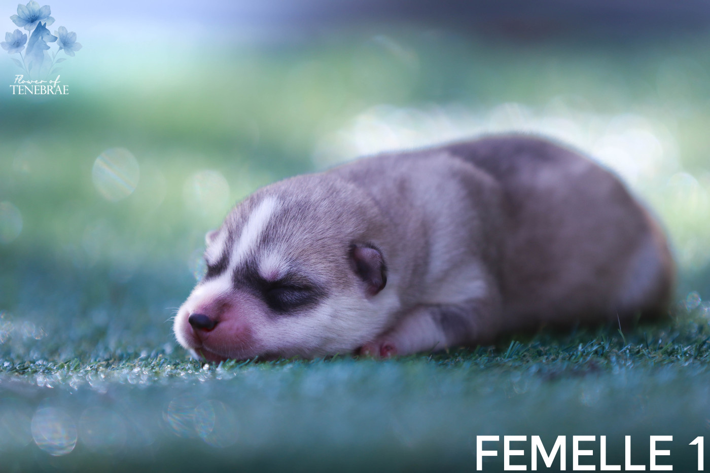 Flower Of Tenebrae - Chiots disponibles - Siberian Husky