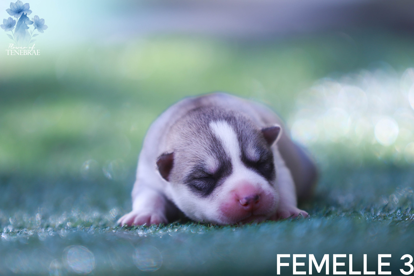 Flower Of Tenebrae - Chiots disponibles - Siberian Husky