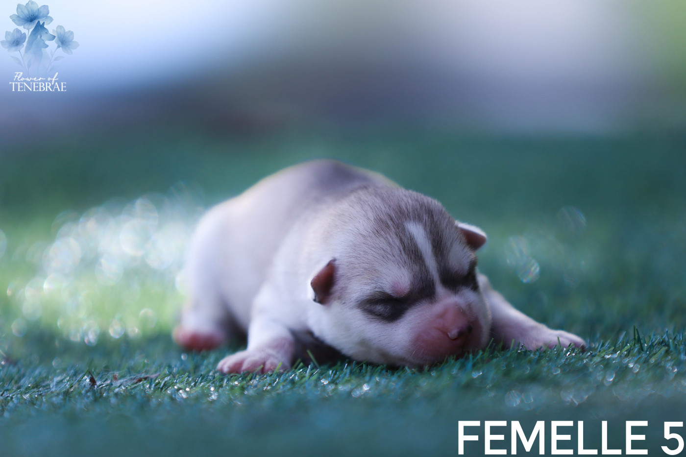 Flower Of Tenebrae - Chiots disponibles - Siberian Husky