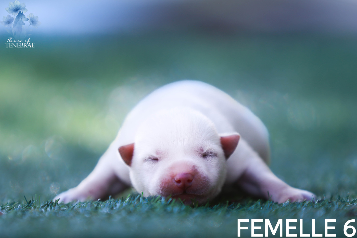 Flower Of Tenebrae - Chiots disponibles - Siberian Husky
