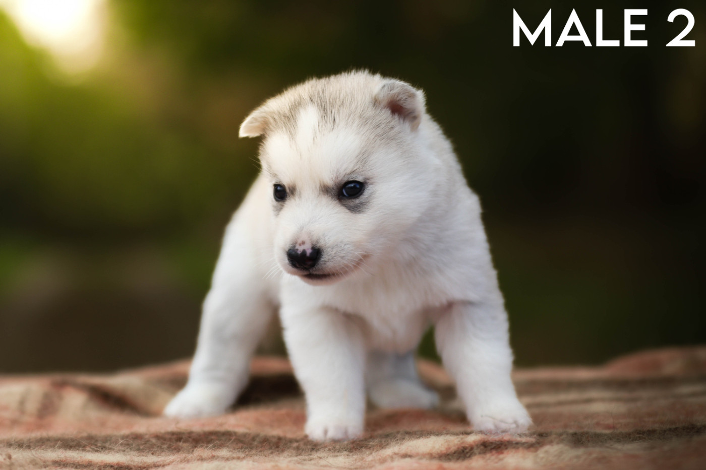 Flower Of Tenebrae - Chiots disponibles - Siberian Husky
