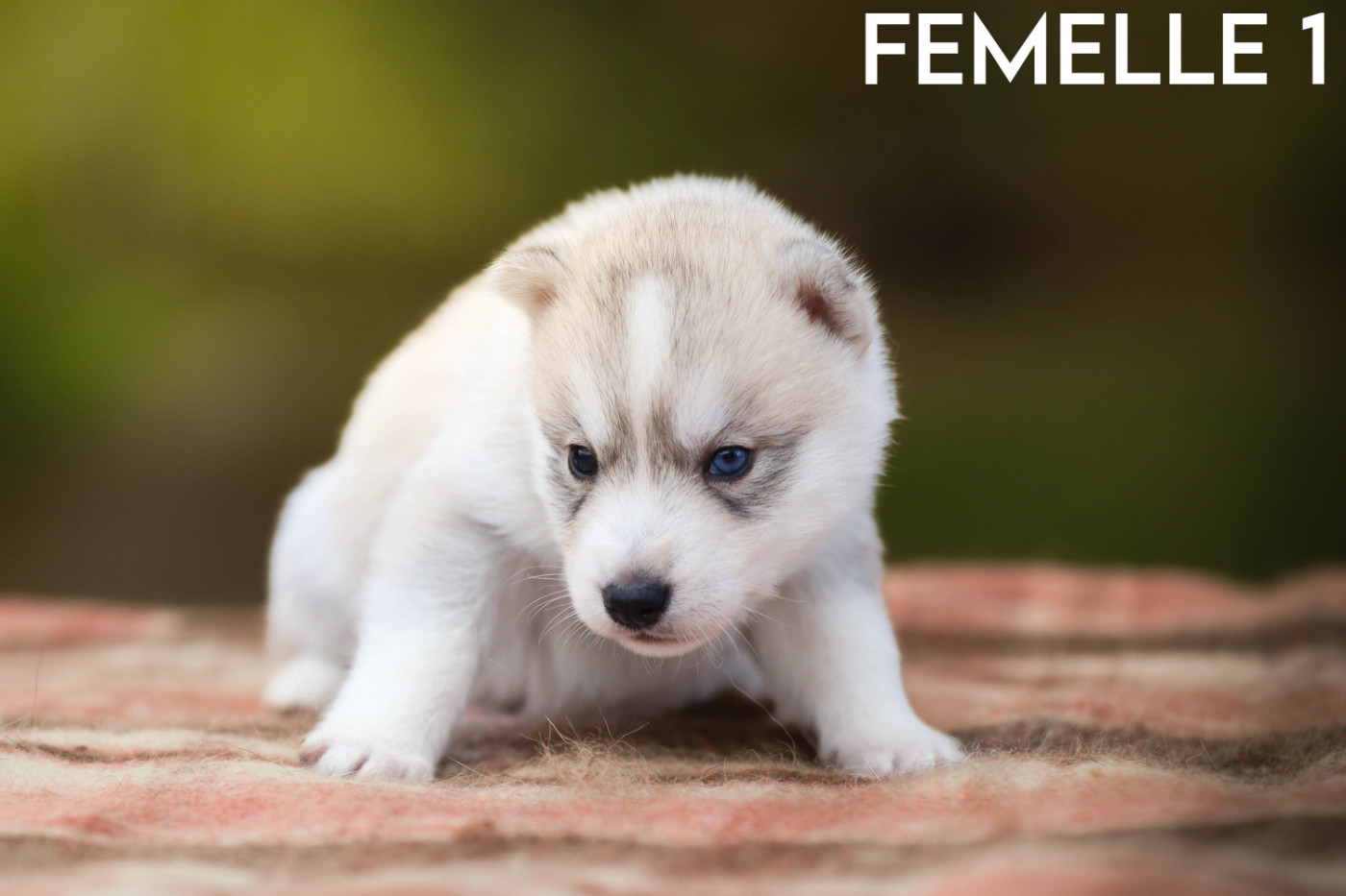 Flower Of Tenebrae - Chiots disponibles - Siberian Husky