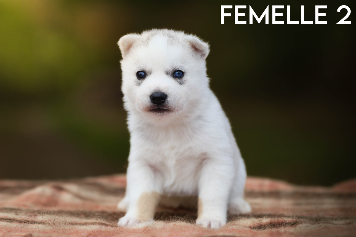 Flower Of Tenebrae - Chiots disponibles - Siberian Husky