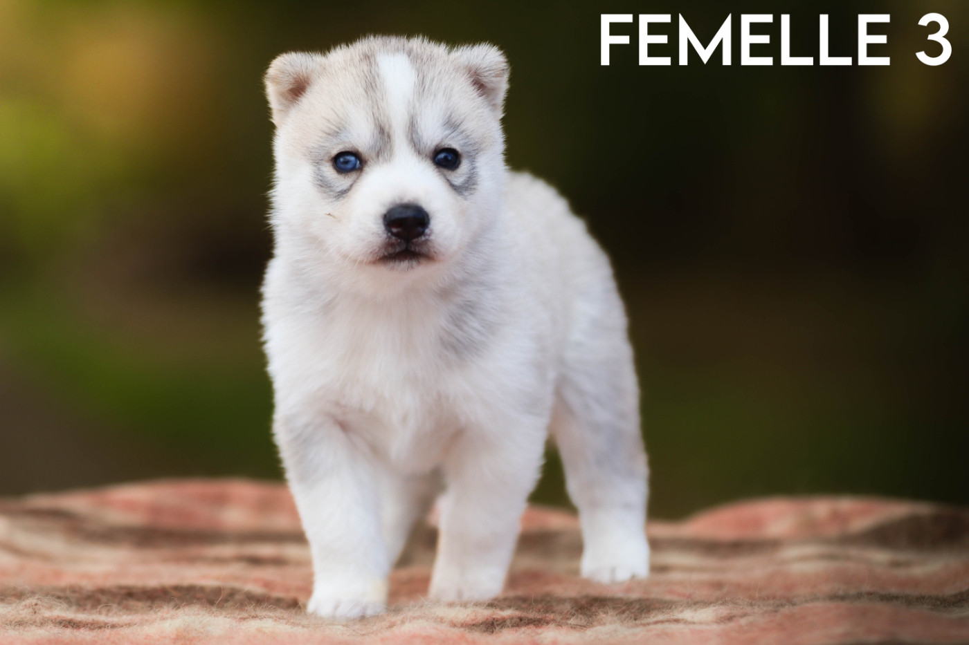 Flower Of Tenebrae - Chiots disponibles - Siberian Husky
