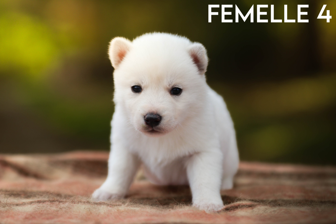 Flower Of Tenebrae - Chiots disponibles - Siberian Husky