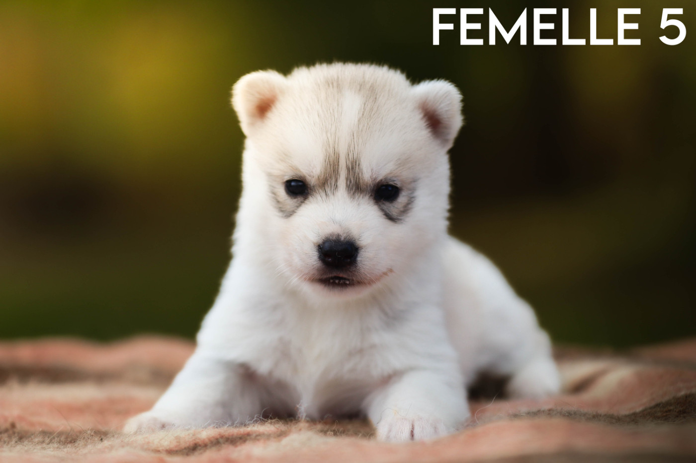 Flower Of Tenebrae - Chiots disponibles - Siberian Husky
