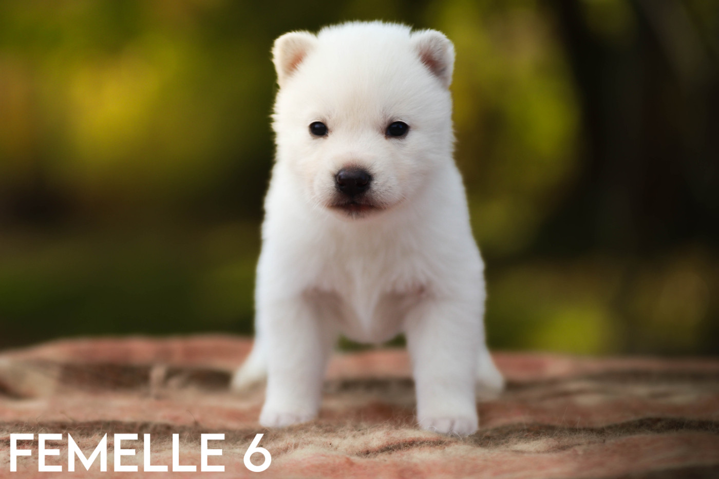 Flower Of Tenebrae - Chiots disponibles - Siberian Husky