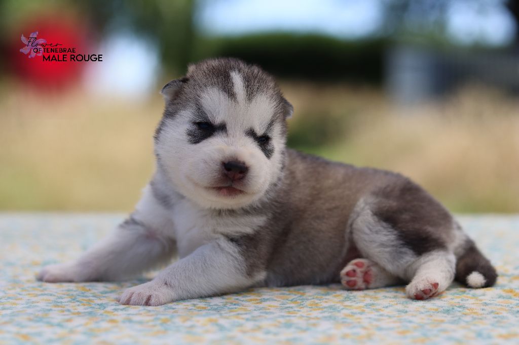 Flower Of Tenebrae - Chiots disponibles - Siberian Husky