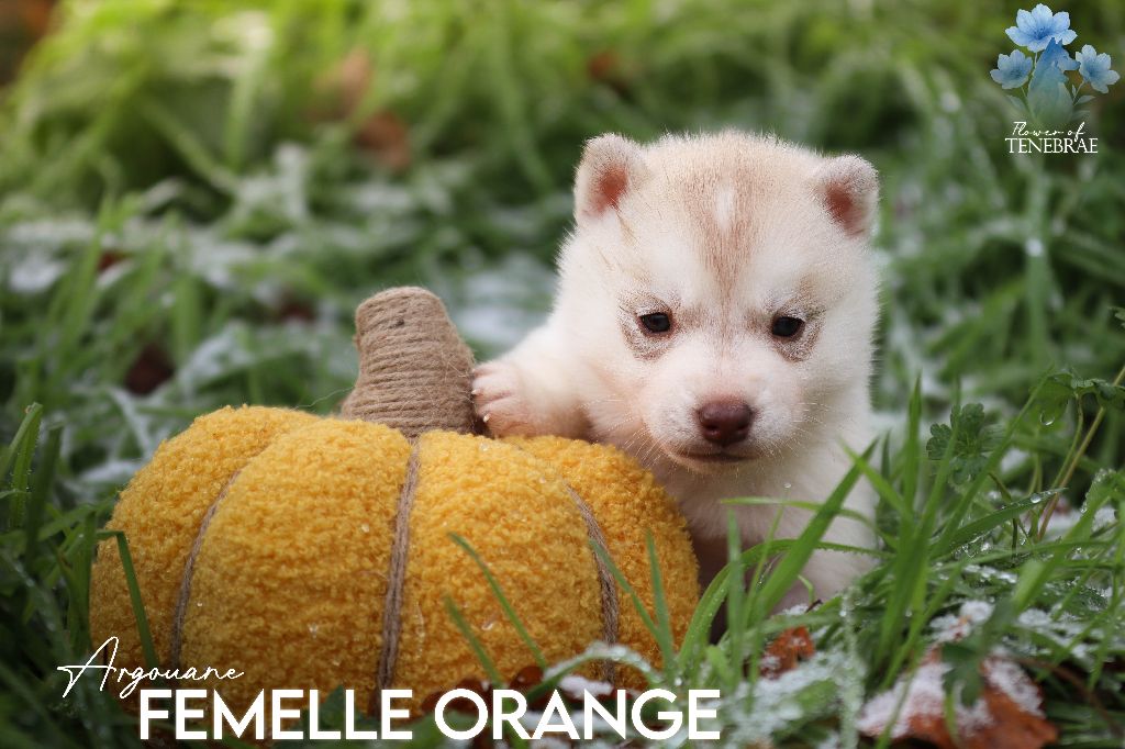 Flower Of Tenebrae - Chiots disponibles - Siberian Husky