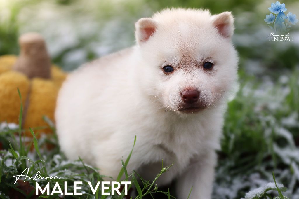 Flower Of Tenebrae - Chiots disponibles - Siberian Husky