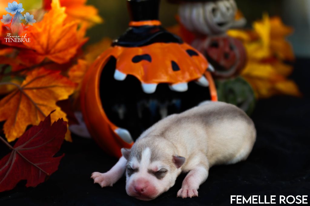 Flower Of Tenebrae - Chiots disponibles - Siberian Husky