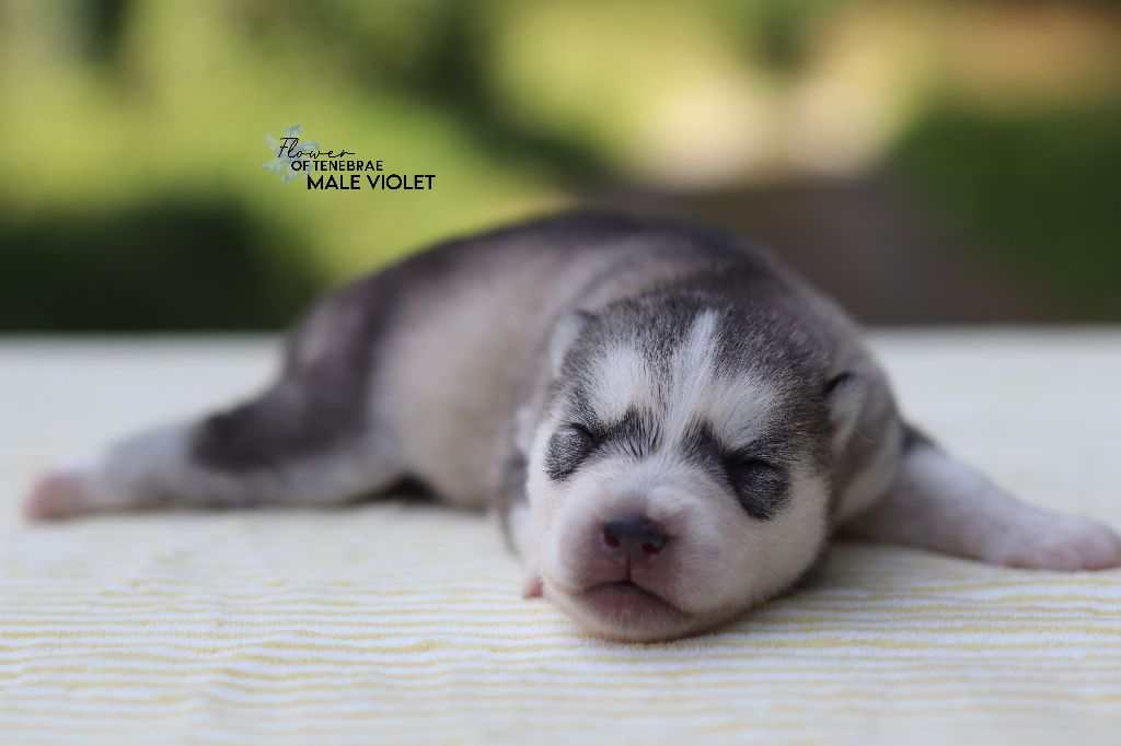 Flower Of Tenebrae - Chiots disponibles - Siberian Husky