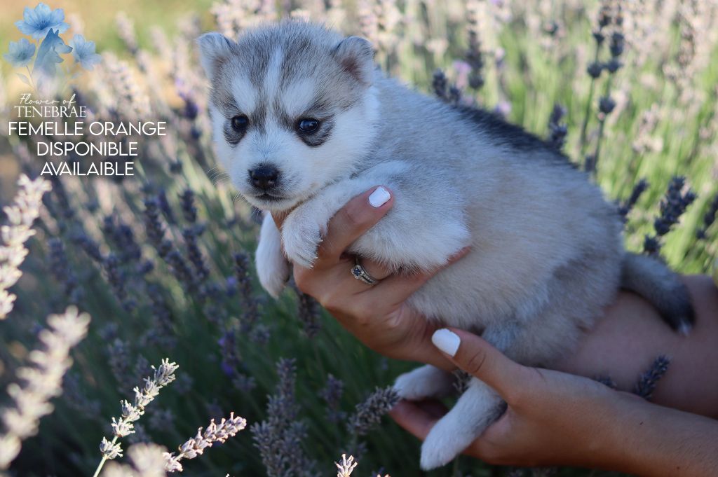 Flower Of Tenebrae - Chiots disponibles - Siberian Husky
