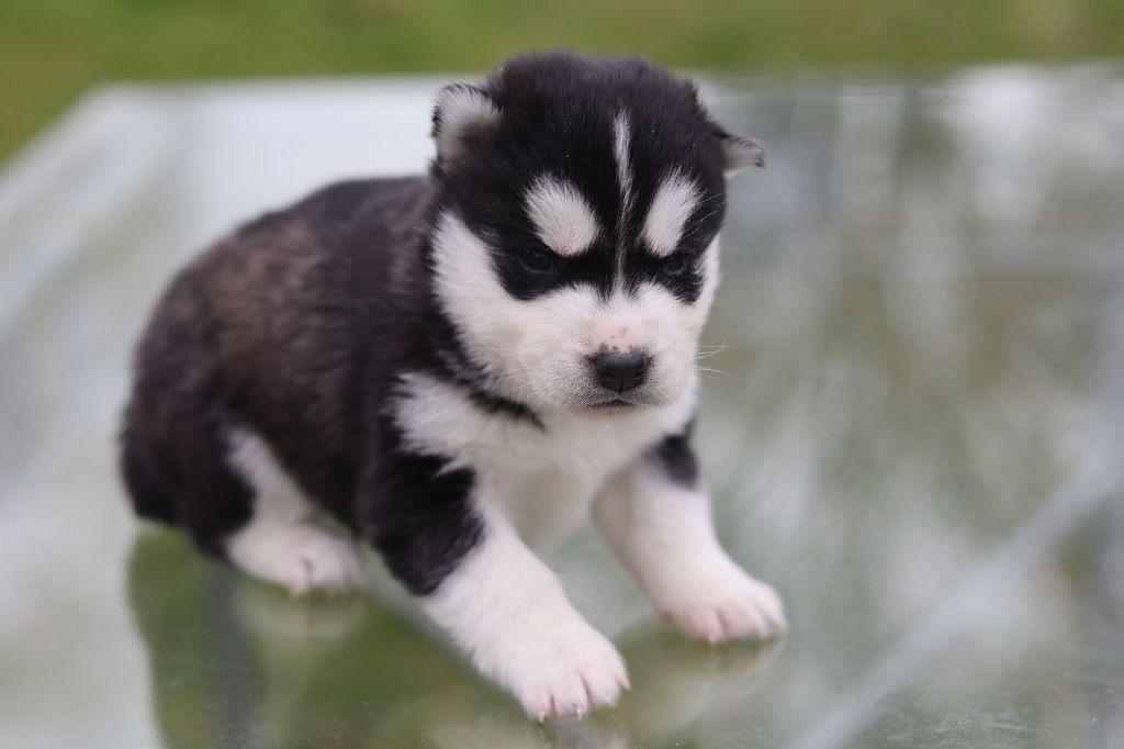 Flower Of Tenebrae - Chiots disponibles - Siberian Husky