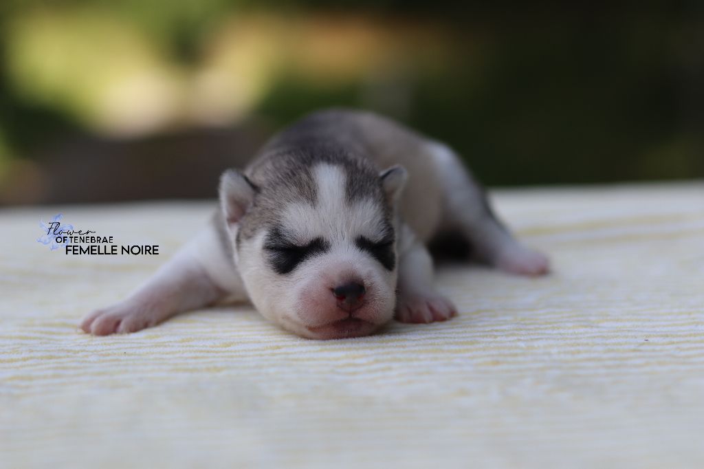 Flower Of Tenebrae - Chiots disponibles - Siberian Husky