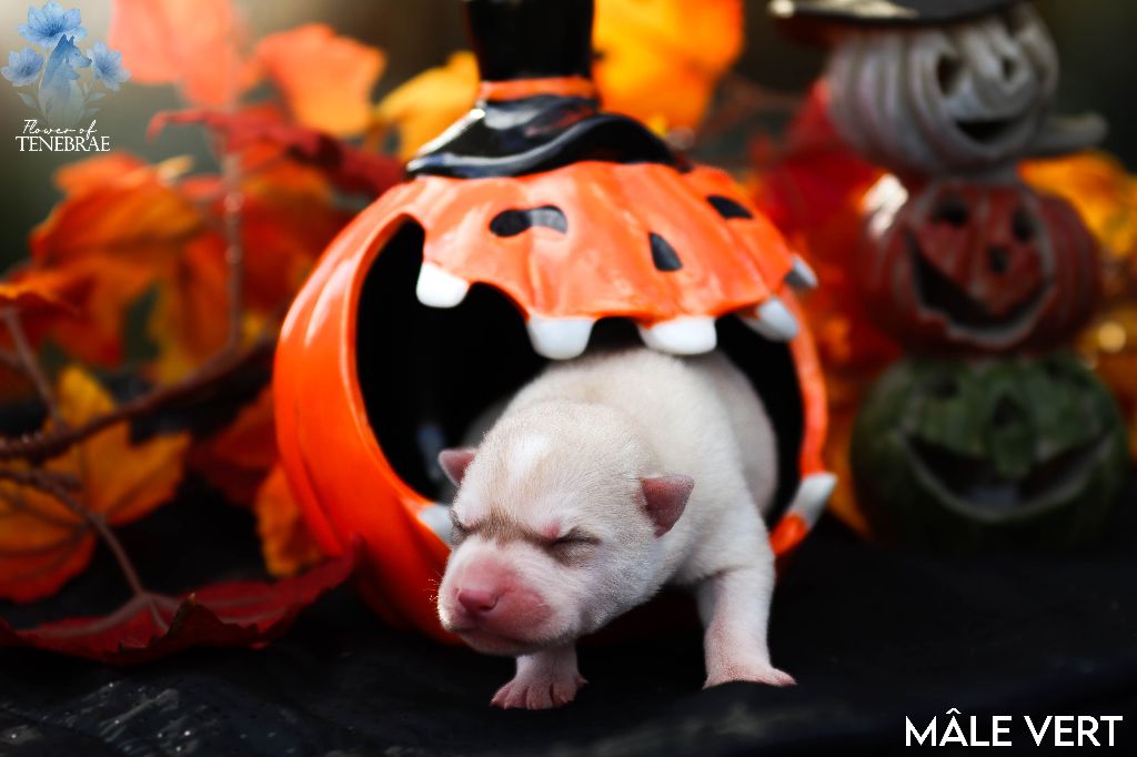 Flower Of Tenebrae - Chiots disponibles - Siberian Husky