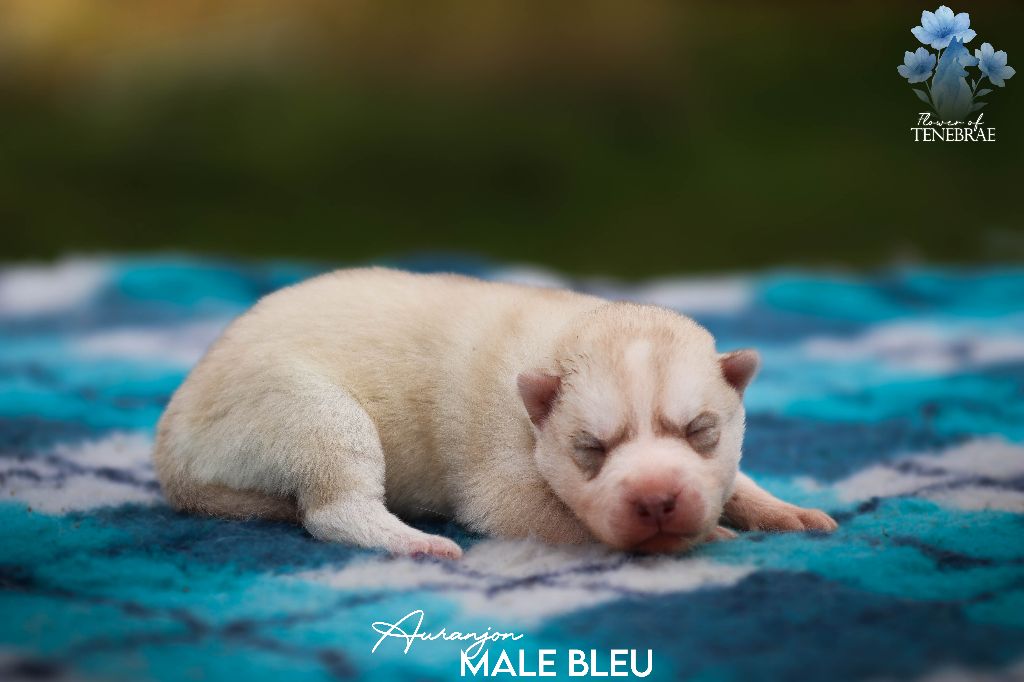 Flower Of Tenebrae - Chiots disponibles - Siberian Husky