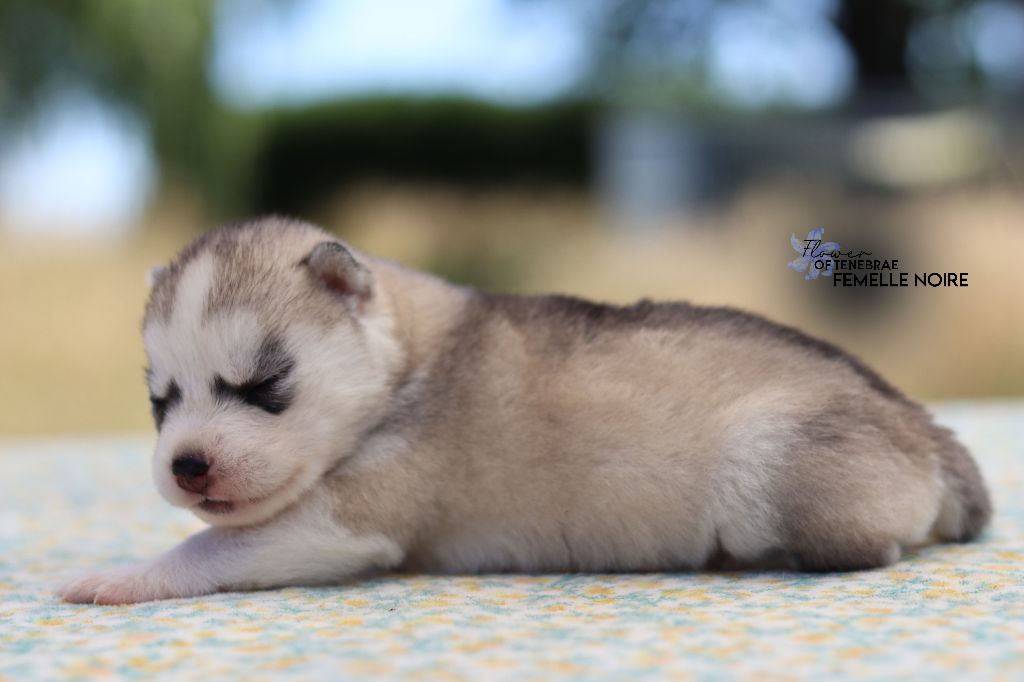 Flower Of Tenebrae - Chiots disponibles - Siberian Husky