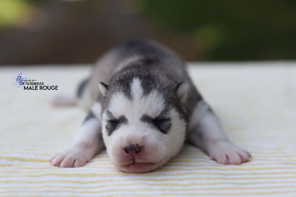 Flower Of Tenebrae - Chiots disponibles - Siberian Husky