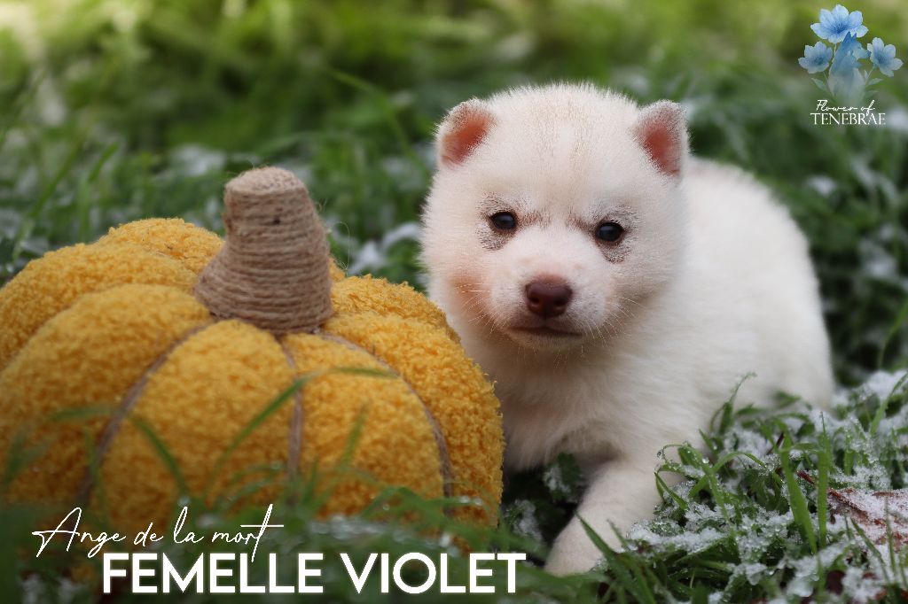 Flower Of Tenebrae - Chiots disponibles - Siberian Husky