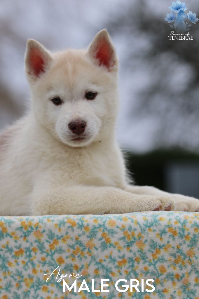 Flower Of Tenebrae - Chiots disponibles - Siberian Husky