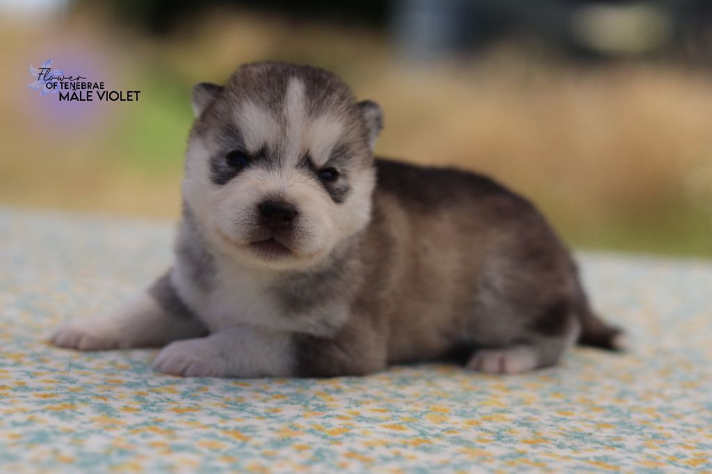 Flower Of Tenebrae - Chiots disponibles - Siberian Husky