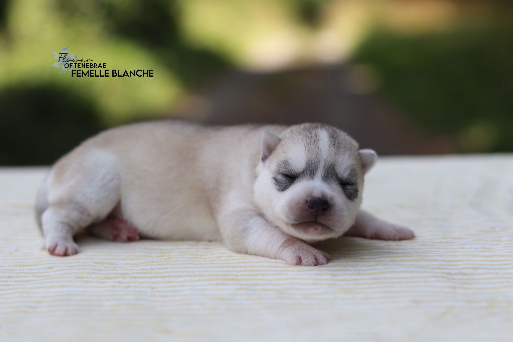 Flower Of Tenebrae - Chiots disponibles - Siberian Husky