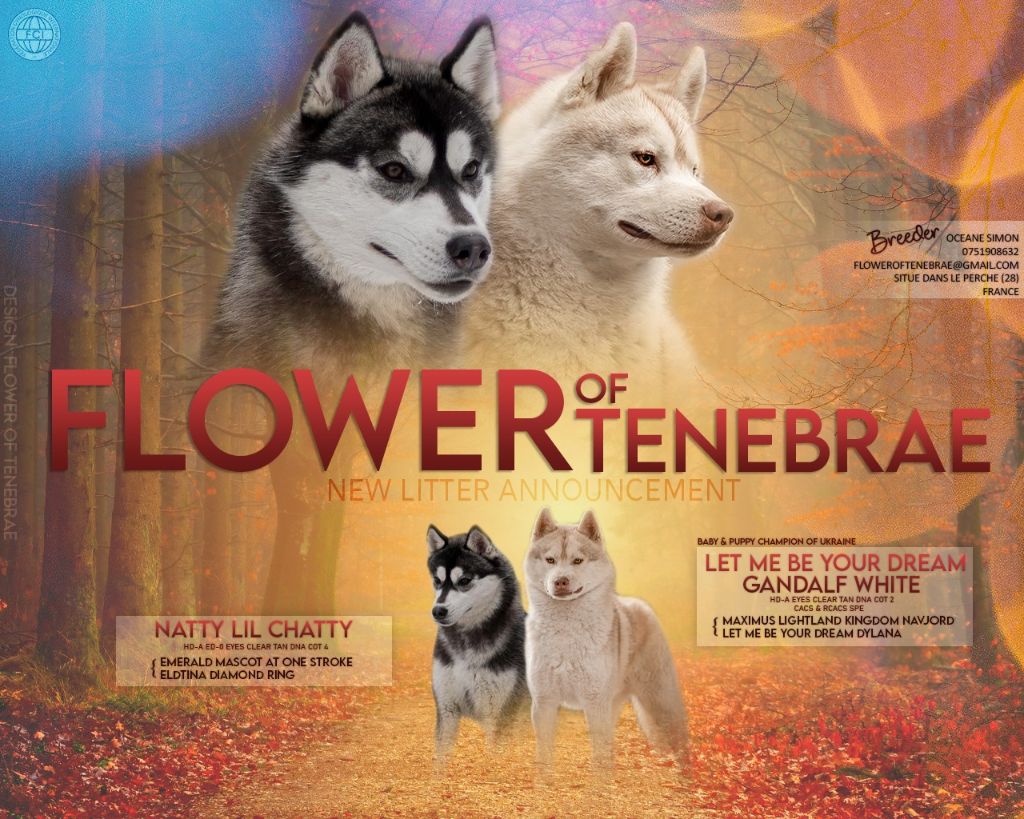 Flower Of Tenebrae - Siberian Husky - Portée née le 20/01/2024
