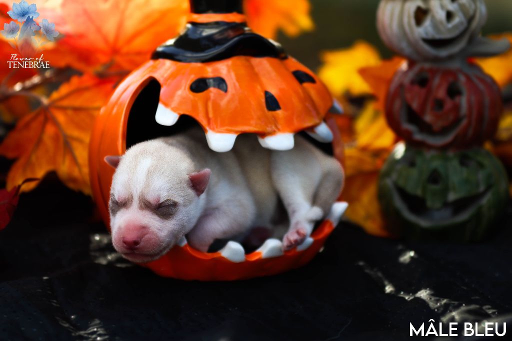 Flower Of Tenebrae - Chiots disponibles - Siberian Husky