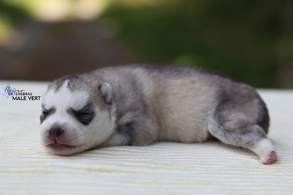 Flower Of Tenebrae - Chiots disponibles - Siberian Husky