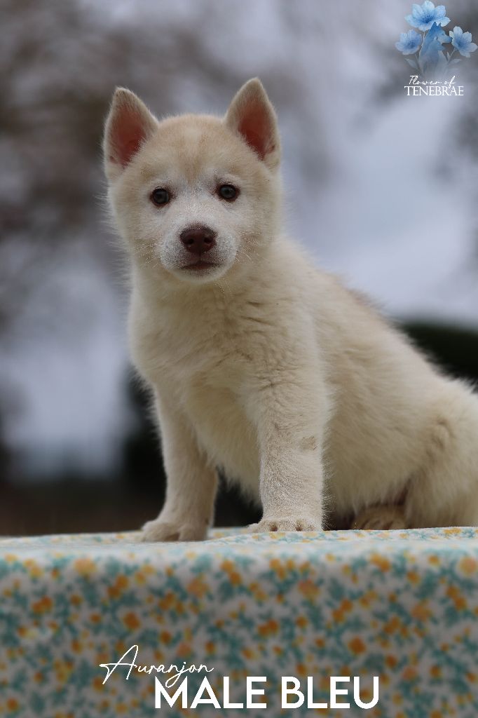 Flower Of Tenebrae - Chiots disponibles - Siberian Husky