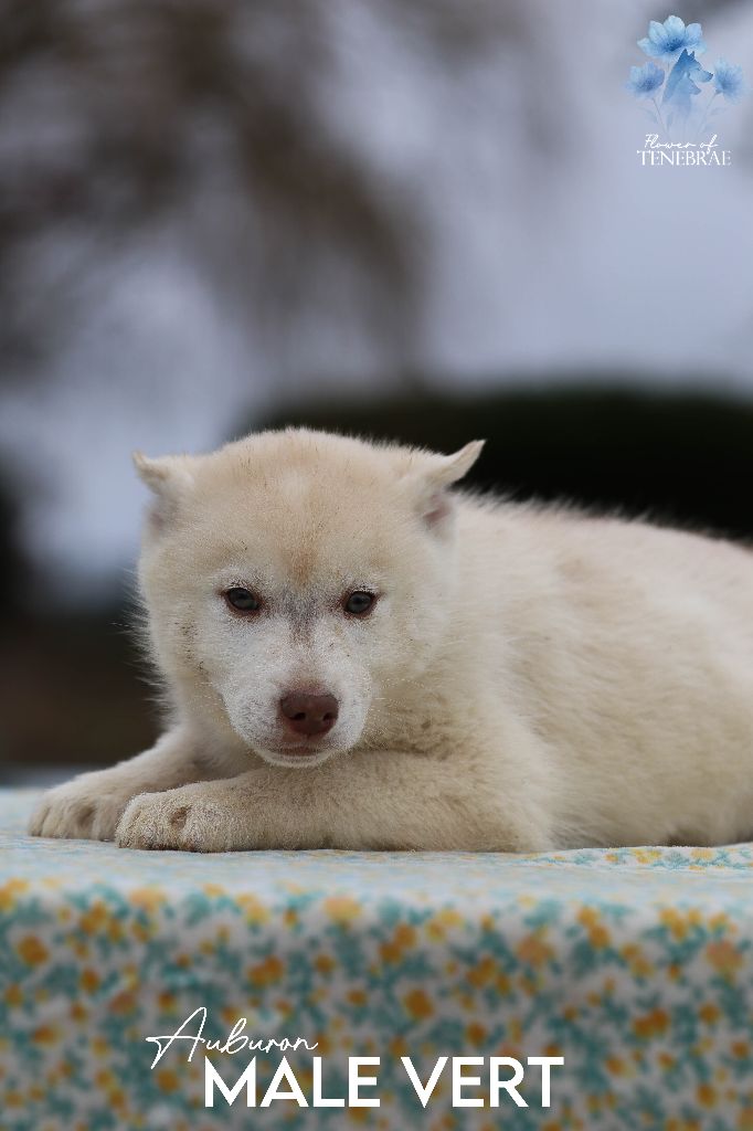 Flower Of Tenebrae - Chiots disponibles - Siberian Husky