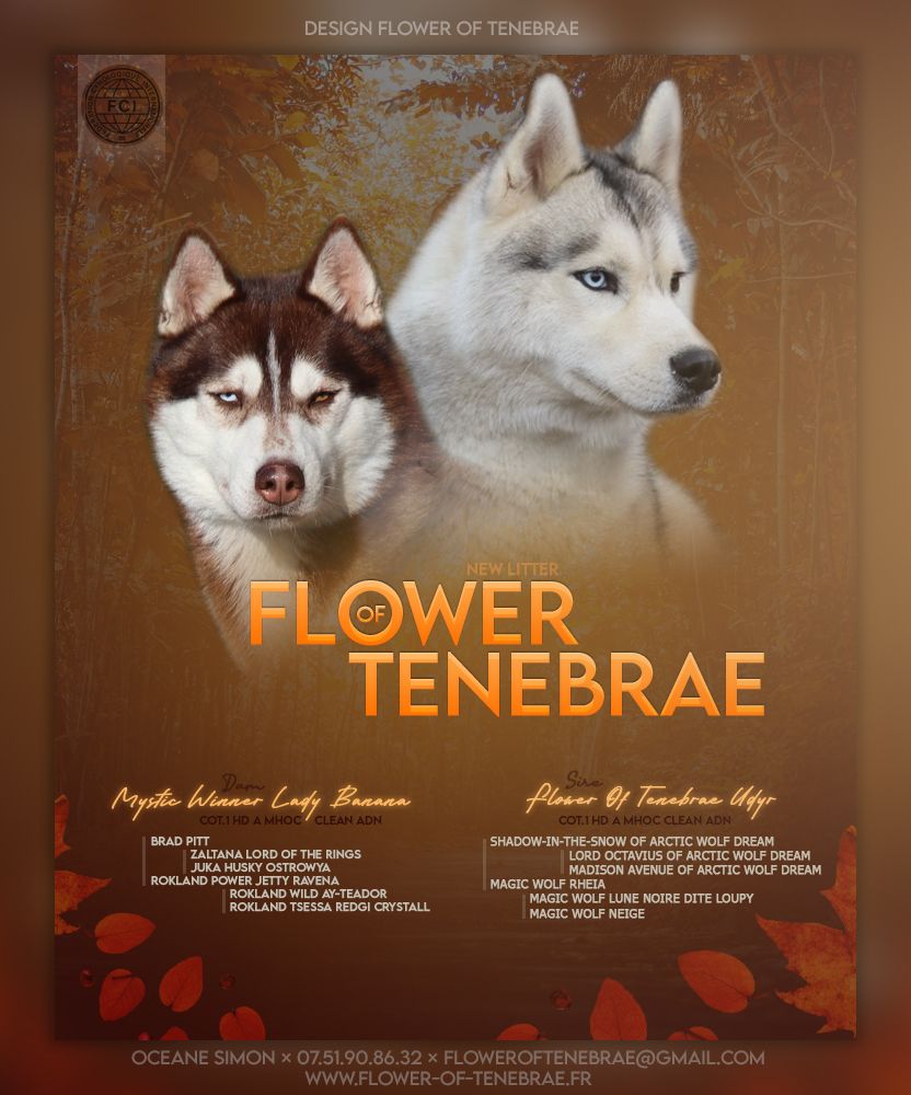 Flower Of Tenebrae - Siberian Husky - Portée née le 19/02/2025