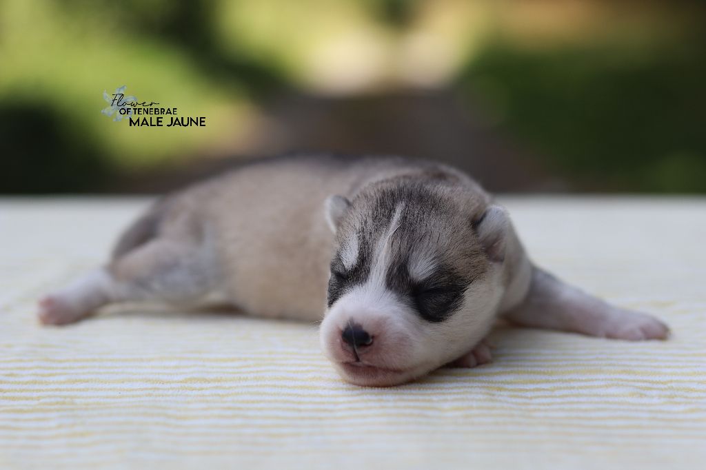 Flower Of Tenebrae - Chiots disponibles - Siberian Husky
