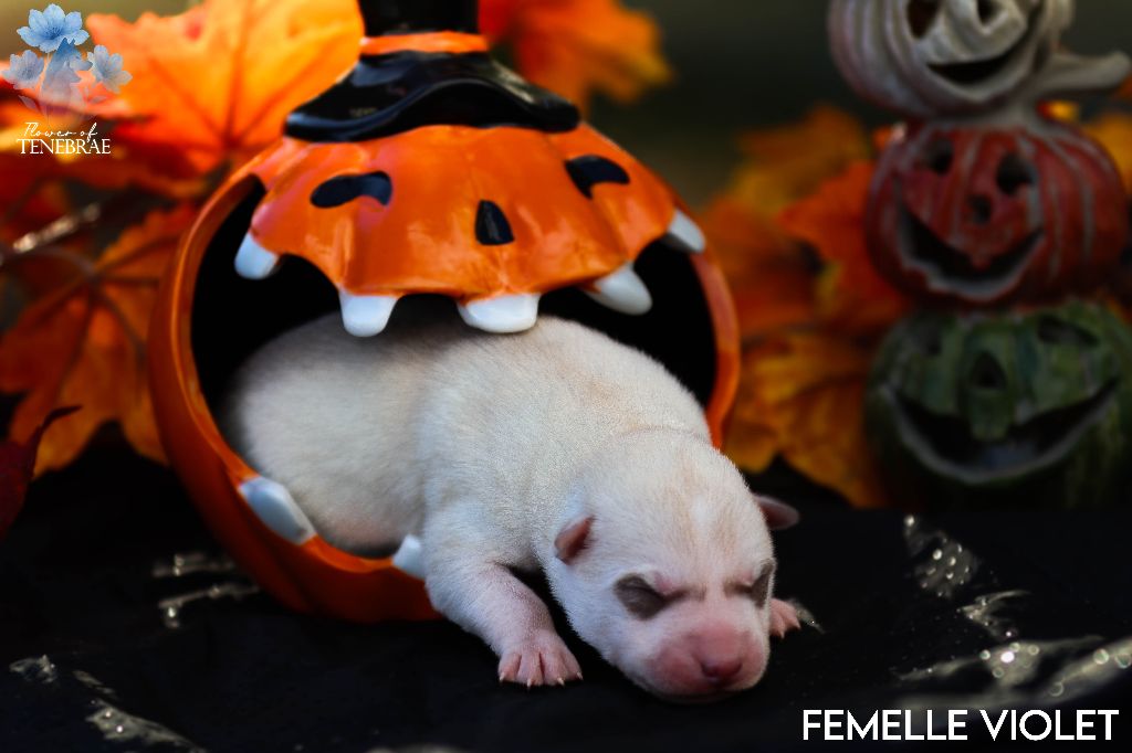 Flower Of Tenebrae - Chiots disponibles - Siberian Husky