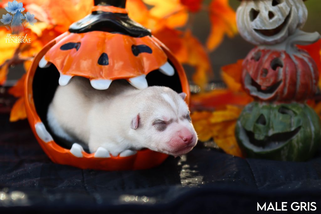 Flower Of Tenebrae - Chiots disponibles - Siberian Husky